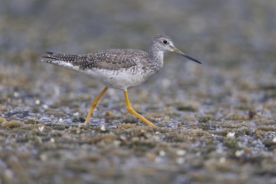 42Greater Yellowlegs.jpg
