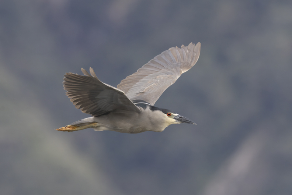 45Black-crowned Night Heron .jpg