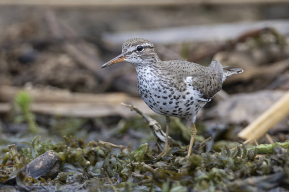 46Spotted Sandpiper .jpg