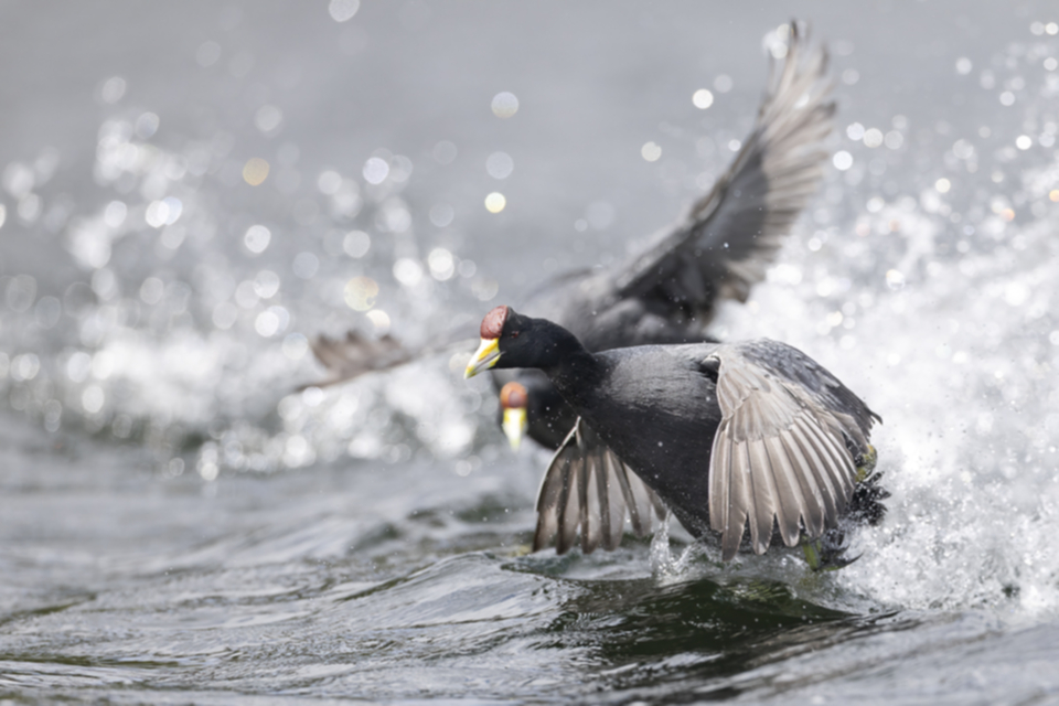 47Andean Coot .jpg