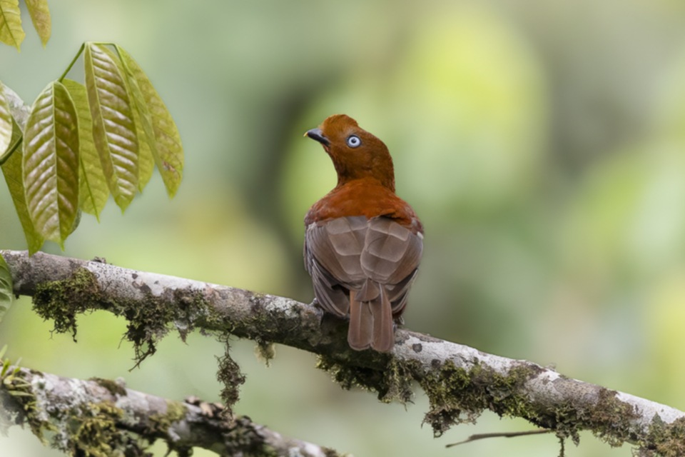 55Andean Cock-of-the-rock.jpg