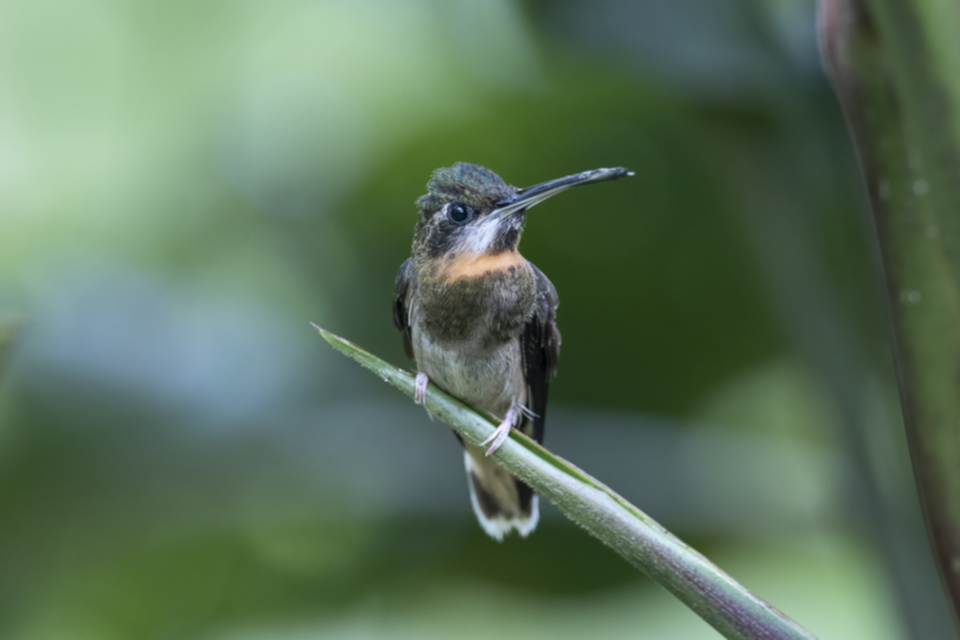 58Pale-tailed Barbthroat.jpg