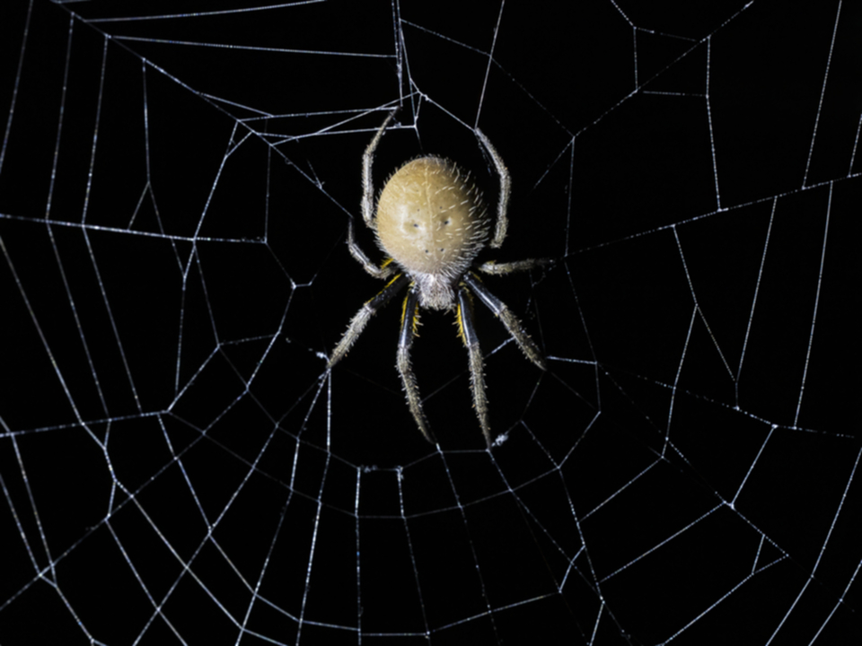 61Spinne_mnrdbzxy1r0j.jpg