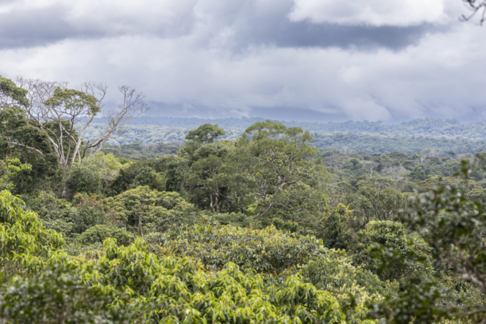 64Isla escondida Primärwald_19ov0m6ofapxv.jpg