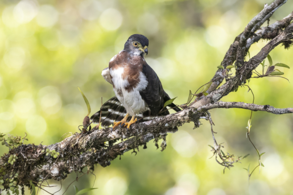 65Double-toothed Kite .jpg