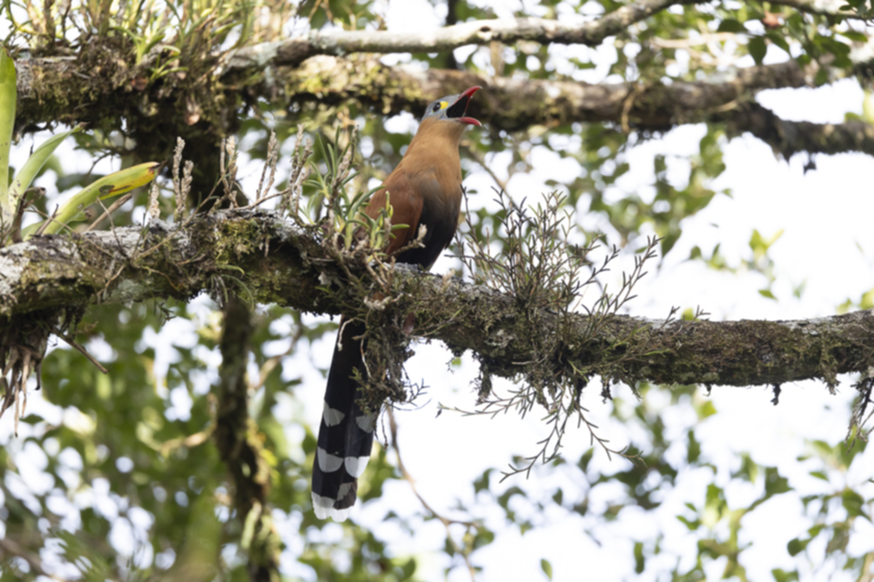 67Black-belliedCuckoo_4m1sem0r915e.jpg