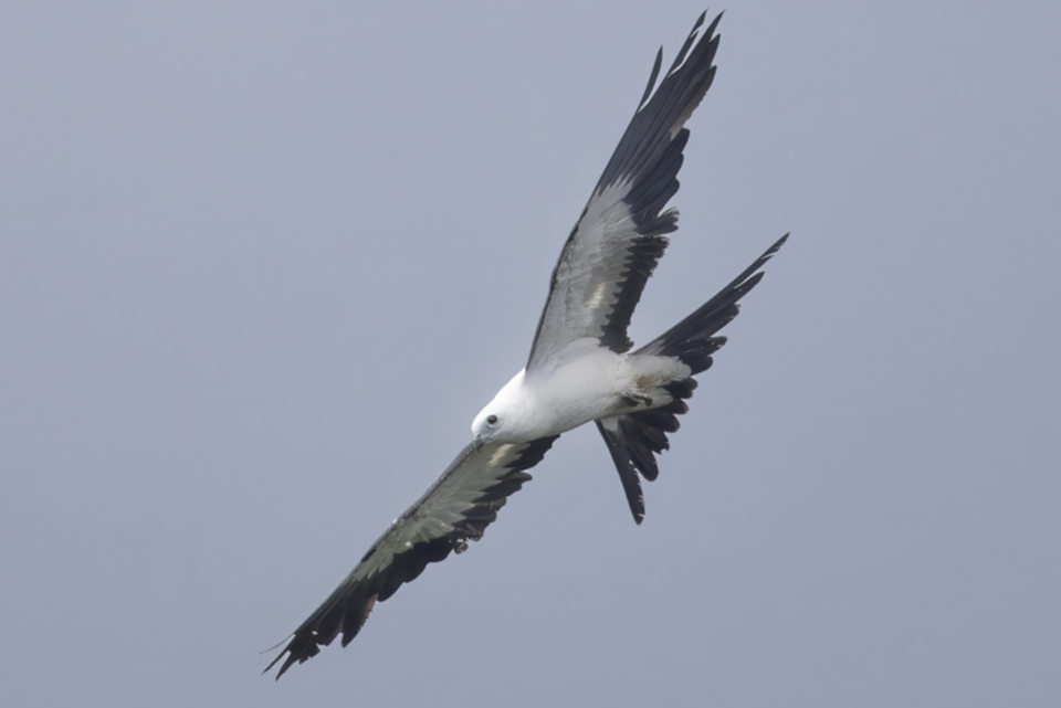69Swallow-tailed Kite.jpg