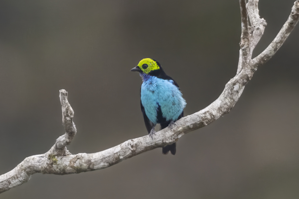 70Paradise Tanager .jpg