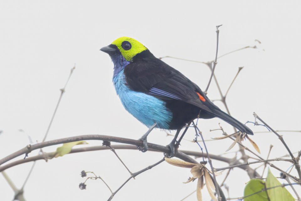 71Paradise Tanager .jpg