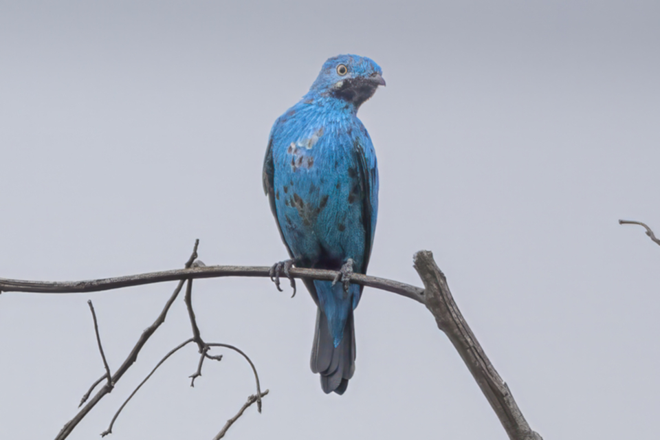 74Plum-throated Cotinga.jpg