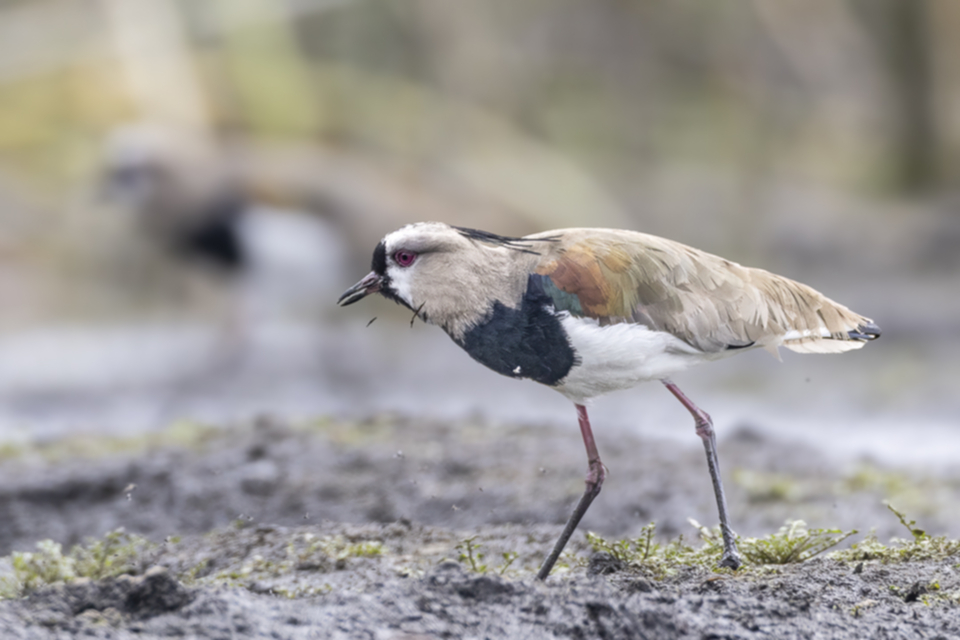 44Southern Lapwing.jpg