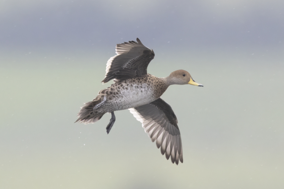 01Yellow-billed Pintail.jpg