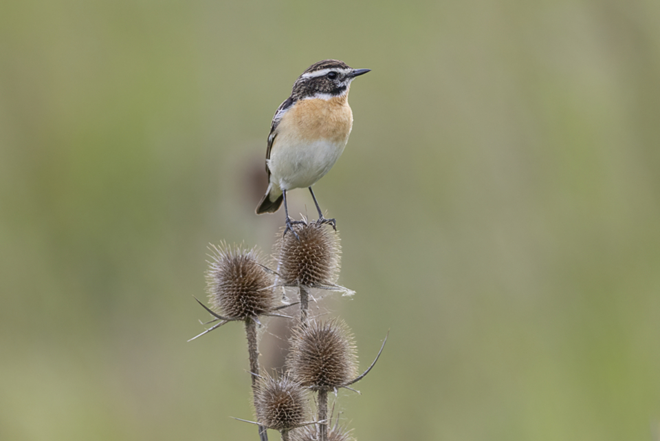 44Braunkehlchen.jpg