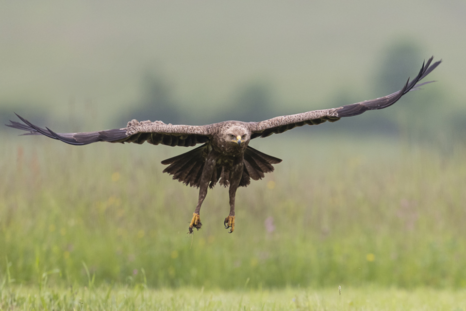 60Schreiadler.jpg