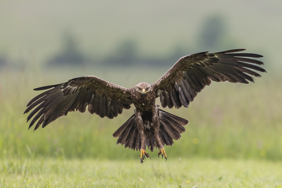 61Schreiadler.jpg