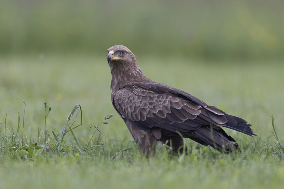 62Schreiadler.jpg