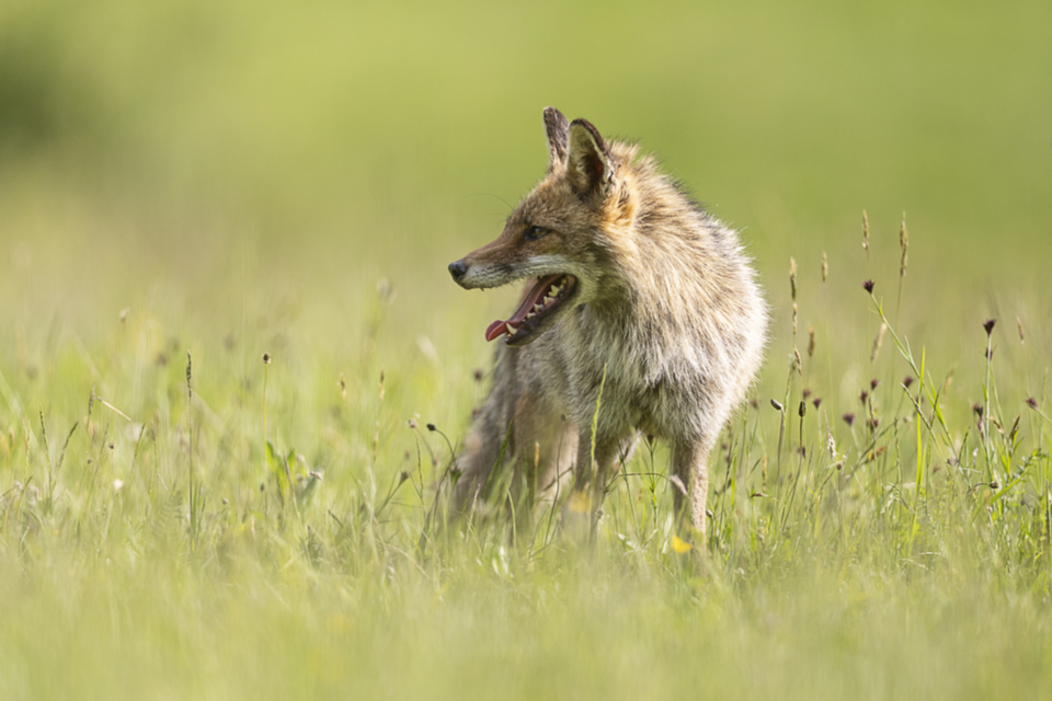 66Fuchs.jpg
