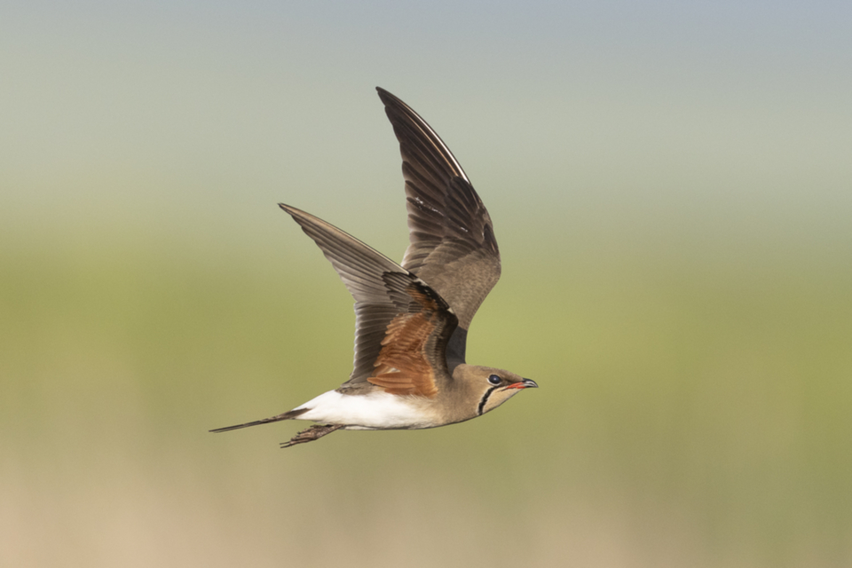 01Rotfluegel-Brachschwalbe.jpg