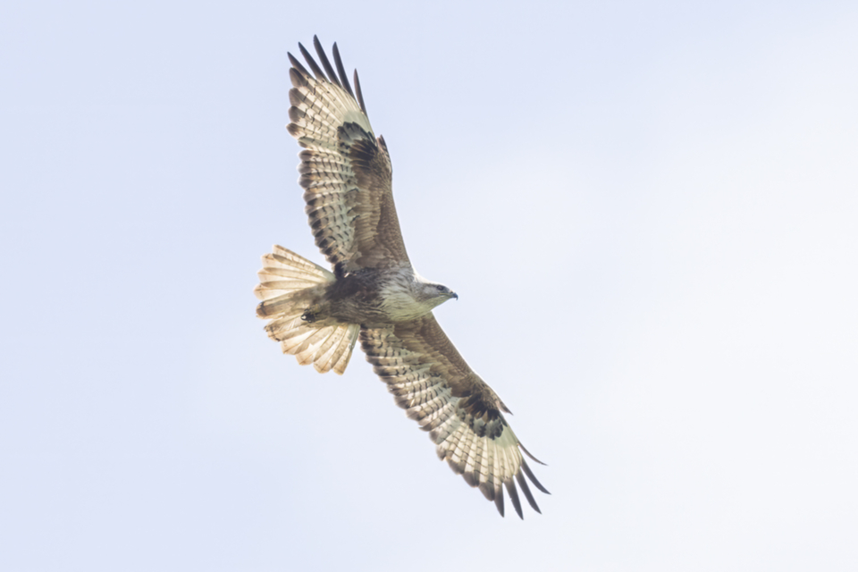 12Adlerbussard.jpg