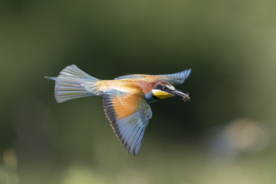 22Bienenfresser.jpg