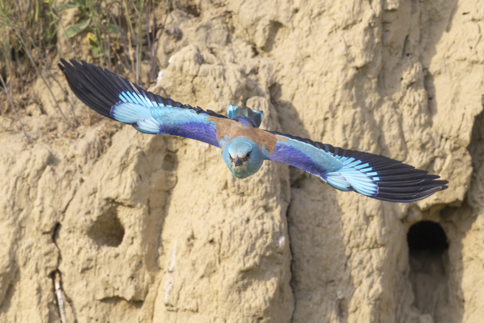 28Blauracke.jpg