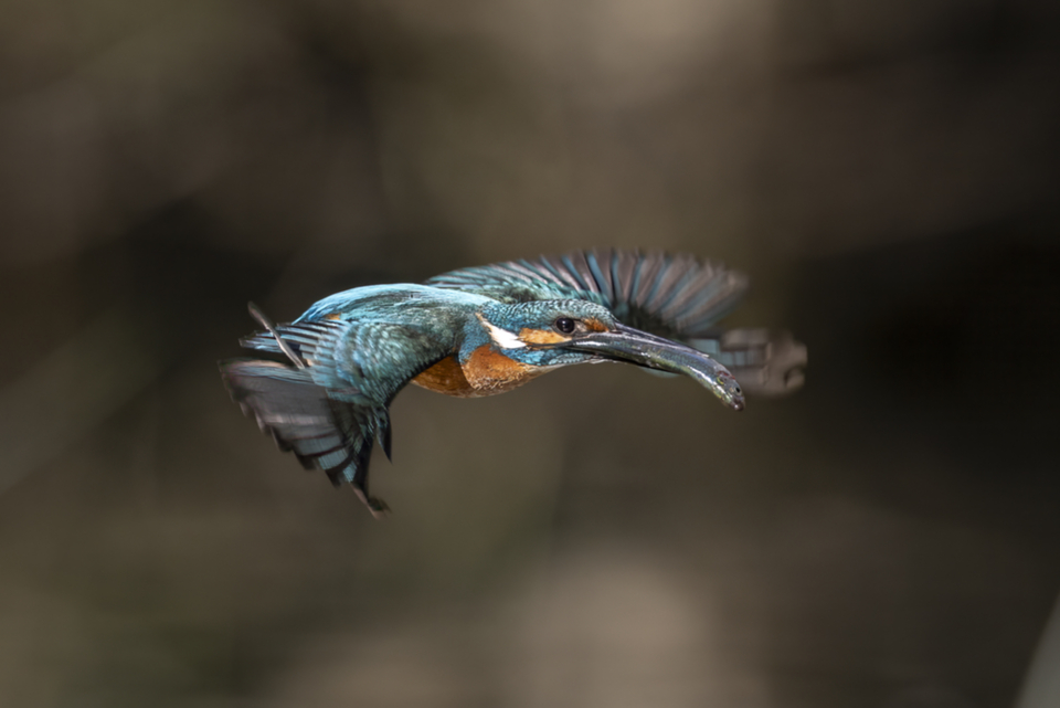 52Eisvogel.jpg