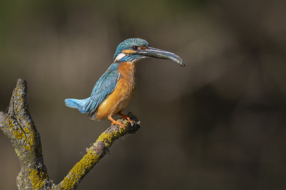 51Eisvogel.jpg