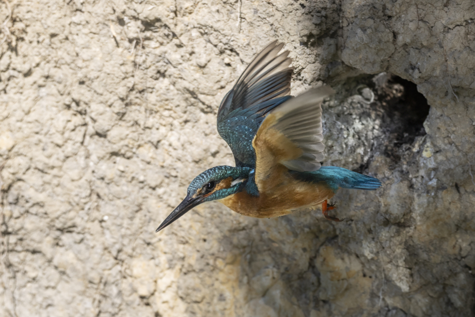 53Eisvogel.jpg