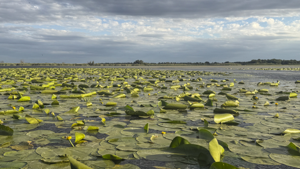 62Deltasee.jpg