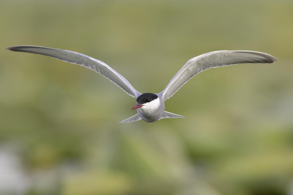 71Weissbartseeschwalbe.jpg