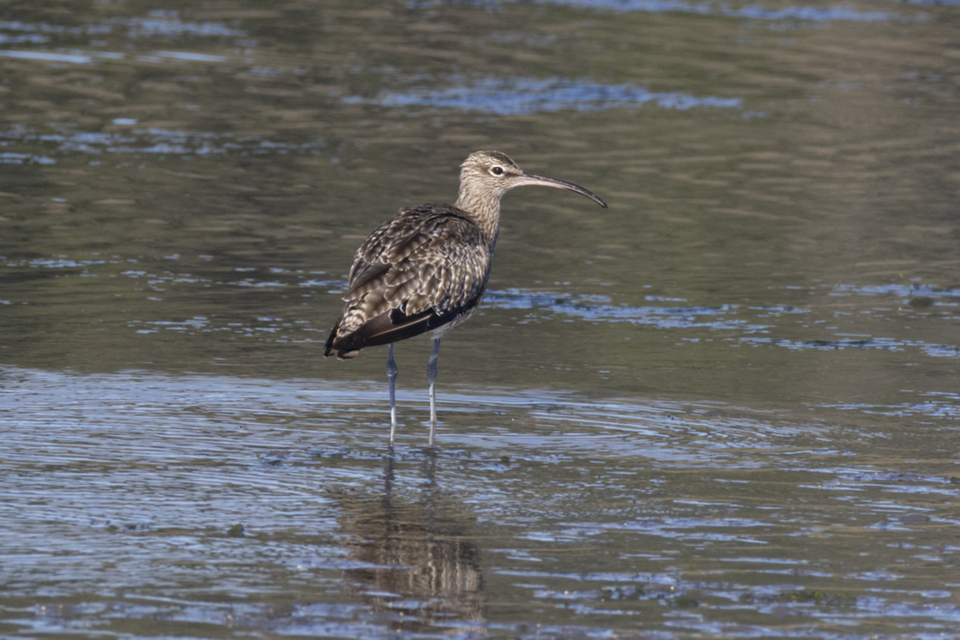 14Regenbrachvogel.jpg
