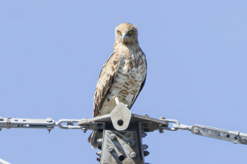 16Schlangenadler.jpg