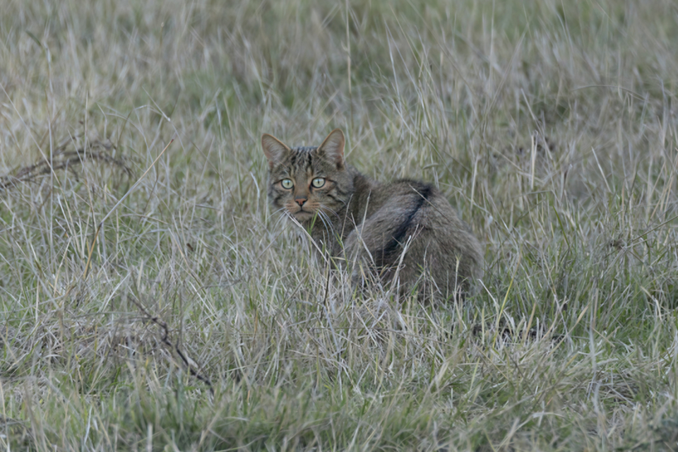 19Wildkatze.jpg