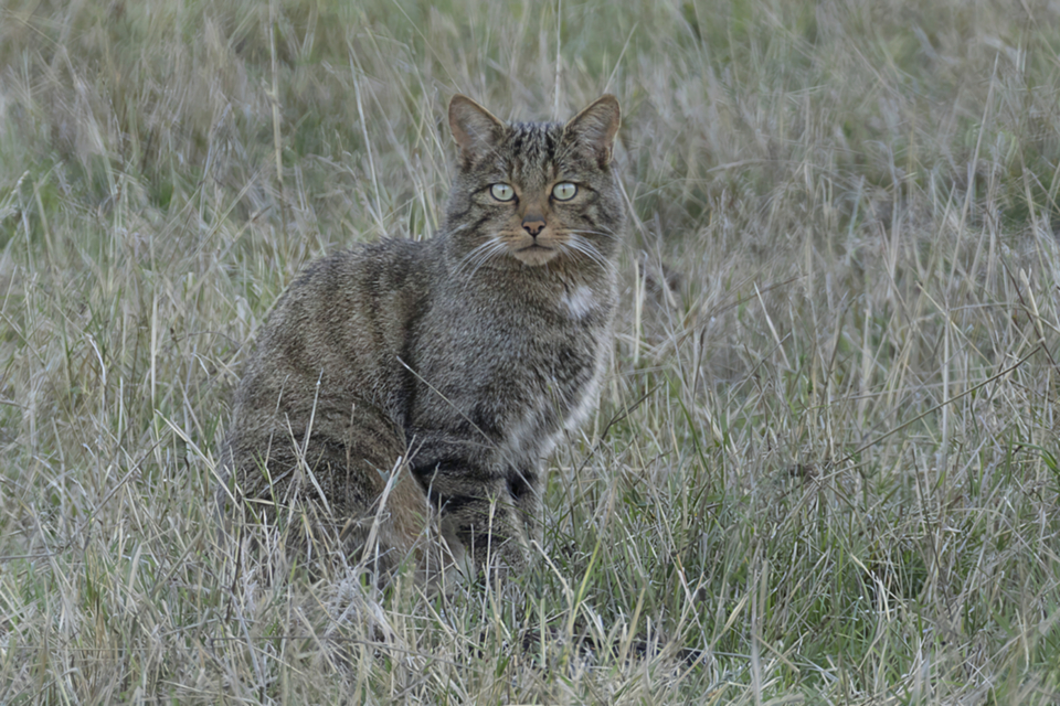 20Wildkatze.jpg