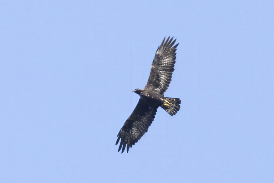 25Steinadler.jpg
