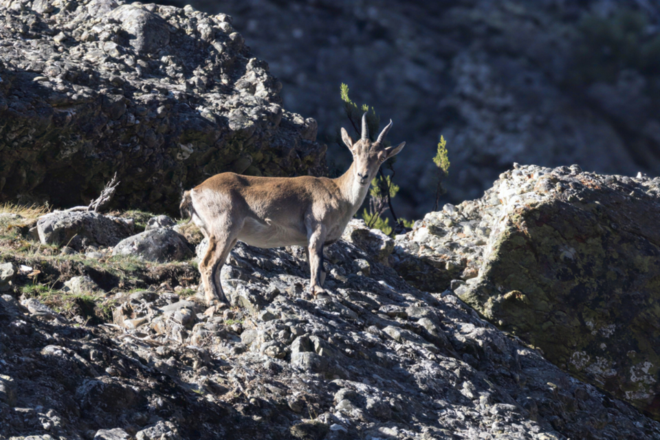 26Iberischer Steinbock.jpg