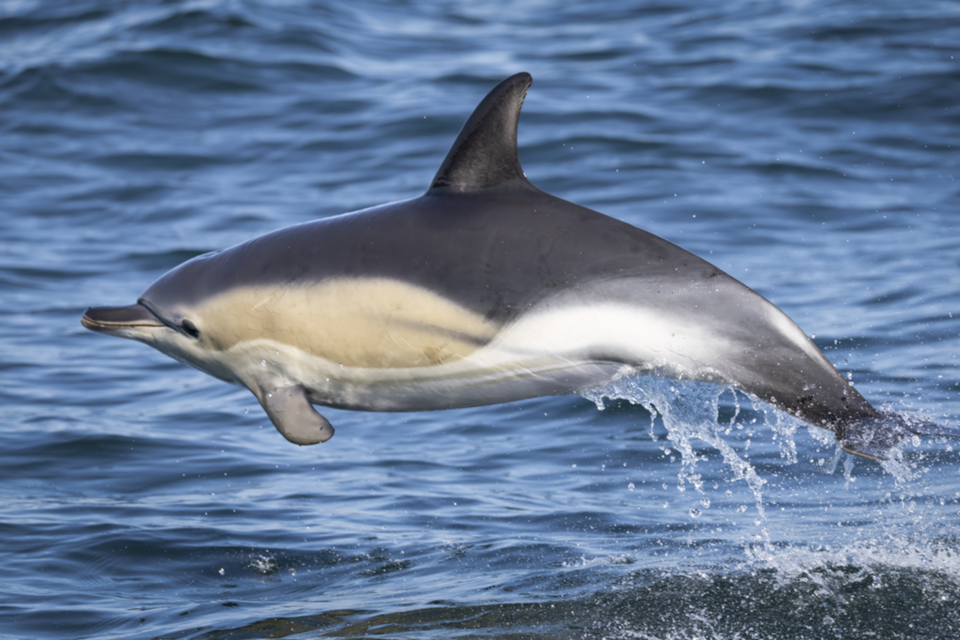 45Gemeiner Delfin.jpg